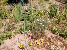 fruhling2025_Garten_IMG_20250617_123359