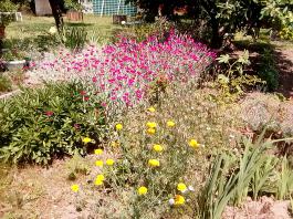 fruhling2025_Garten_IMG_20250617_123415