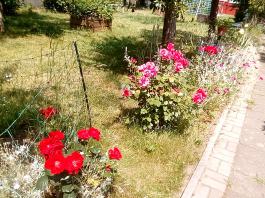 fruhling2025_Garten_IMG_20250617_123426