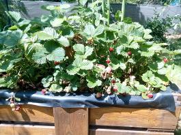 fruhling2025_Garten_IMG_20250617_123441