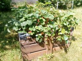 fruhling2025_Garten_IMG_20250617_123504