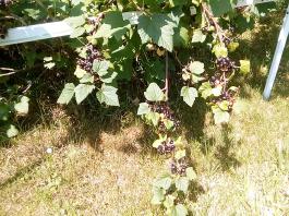 fruhling2025_Garten_IMG_20250617_123514