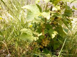 fruhling2025_Garten_IMG_20250617_123526