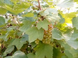 fruhling2025_Garten_IMG_20250617_123532