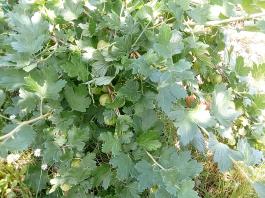 fruhling2025_Garten_IMG_20250617_123547