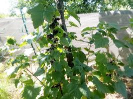 fruhling2025_Garten_IMG_20250617_123553