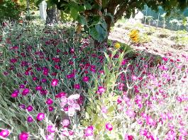 fruhling2025_Garten_IMG_20250617_123619