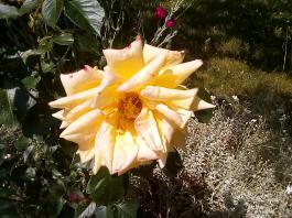 fruhling2025_Garten_IMG_20250617_123626