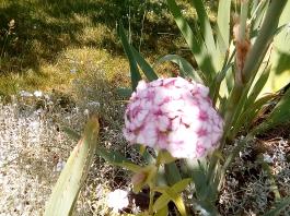fruhling2025_Garten_IMG_20250617_123630