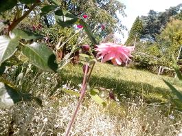 fruhling2025_Garten_IMG_20250617_123639