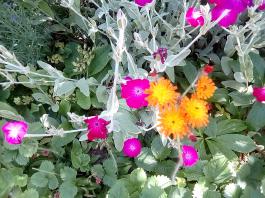 fruhling2025_Garten_IMG_20250617_123647