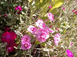 fruhling2025_Garten_IMG_20250617_123654