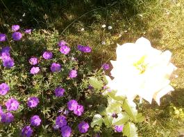 fruhling2025_Garten_IMG_20250617_123704