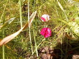 fruhling2025_Garten_IMG_20250617_123710