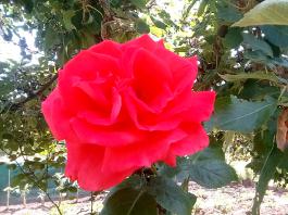 fruhling2025_Garten_IMG_20250617_123719