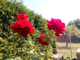 fruhling2025_Garten_IMG_20250617_123750
