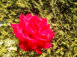 fruhling2025_Garten_IMG_20250617_123755