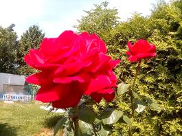 fruhling2025_Garten_IMG_20250617_123759