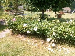 fruhling2025_Garten_IMG_20250617_123809