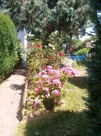 fruhling2025_Garten_IMG_20250617_123825