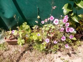 fruhling2025_Garten_IMG_20250617_123851