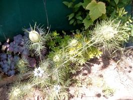 fruhling2025_Garten_IMG_20250617_123858