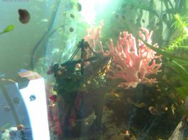 This photo is taken by AllWinner's v3-sdv