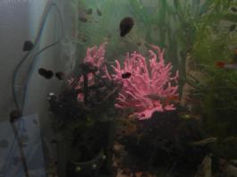 This photo is taken by AllWinner's v3-sdv