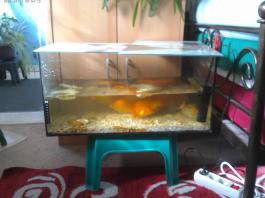 This photo is taken by AllWinner's v3-sdv