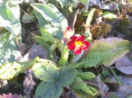 This photo is taken by AllWinner's v3-sdv