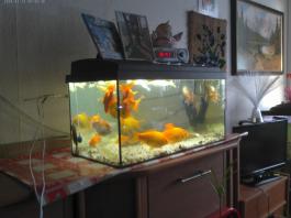This photo is taken by AllWinner's v3-sdv