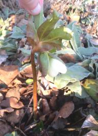 This photo is taken by AllWinner's v3-sdv