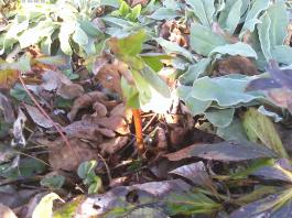 This photo is taken by AllWinner's v3-sdv