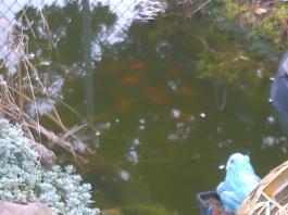 This photo is taken by AllWinner's v3-sdv