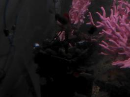 This photo is taken by AllWinner's v3-sdv