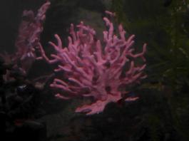 This photo is taken by AllWinner's v3-sdv