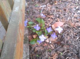 This photo is taken by AllWinner's v3-sdv