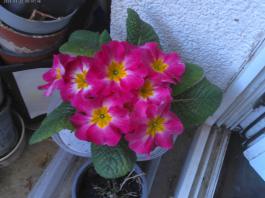 This photo is taken by AllWinner's v3-sdv