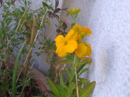 This photo is taken by AllWinner's v3-sdv