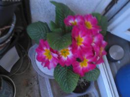 This photo is taken by AllWinner's v3-sdv