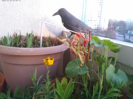 This photo is taken by AllWinner's v3-sdv