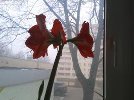 This photo is taken by AllWinner's v3-sdv