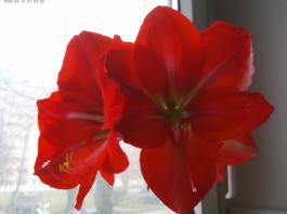 This photo is taken by AllWinner's v3-sdv