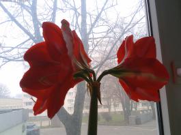 This photo is taken by AllWinner's v3-sdv
