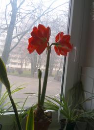 This photo is taken by AllWinner's v3-sdv