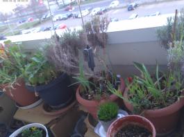 This photo is taken by AllWinner's v3-sdv