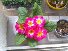 This photo is taken by AllWinner's v3-sdv