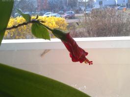 This photo is taken by AllWinner's v3-sdv