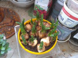 This photo is taken by AllWinner's v3-sdv