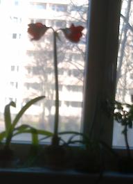 This photo is taken by AllWinner's v3-sdv